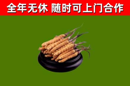 范县回收散虫草