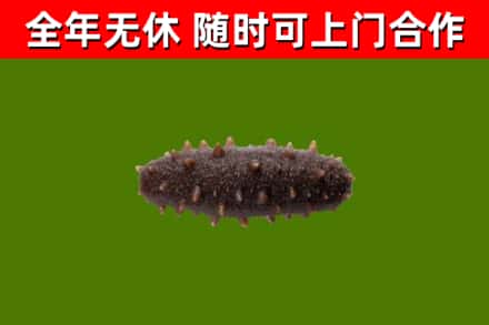 范县回收海参干